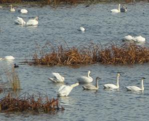 00 Swans 2