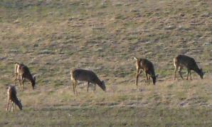 2015-04-05 roadside deer by Coon Valley