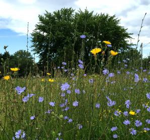 2015-07-04 Roadside-flowers