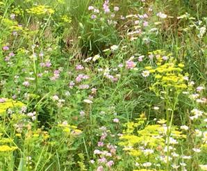 2015-07-04 roadside flowers