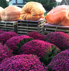2018 Sep Coon Valley Pumpkin Mums IMG_2347