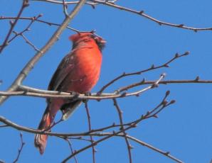 Cardinal