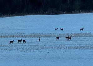 Coon Valley Deer Jan 2022_8453