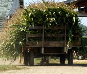 Corn Harvest near Esofea