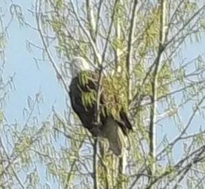 Eagles