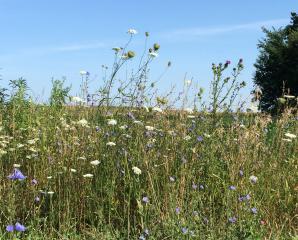 Hwy Y Roadside 444