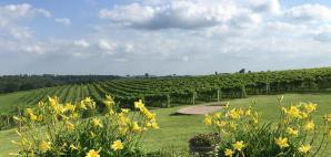012 Lillies in Bloom Vine Rows (3)