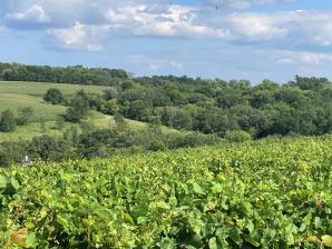 VINES & VALLEY in Summer