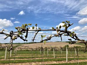 budding vines - sky _5125
