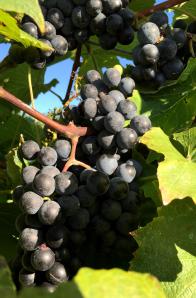 2015 10-04 PurpleGrapes 31