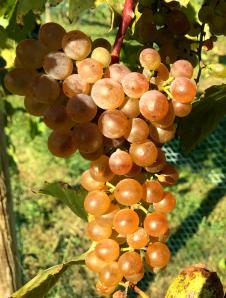 2015 10-04 White Grapes c