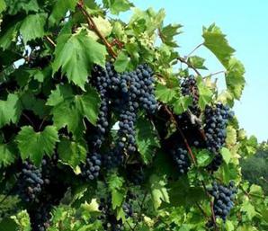 Bountiful Vines