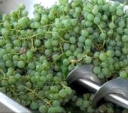 Crushing after Harvest