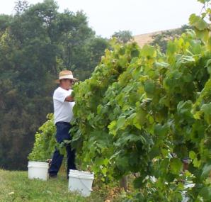 Grape Harvest
