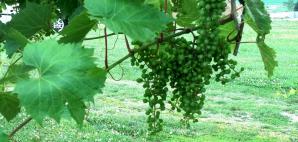 Grape Lace