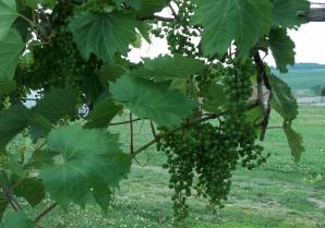 Grapes