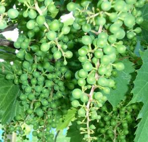 Laden with Grapes