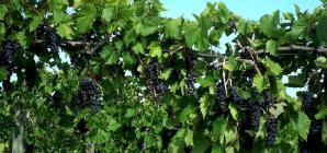 Ready for the Grape Harvest
