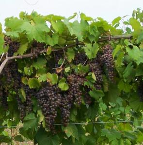 Ready to Harvest 2