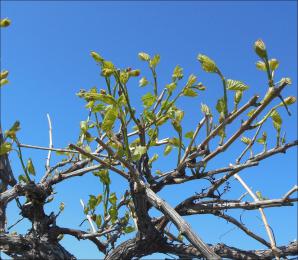 Spring Buds