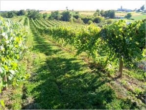 Spring in the Vineyad