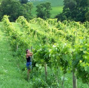 Vine Work