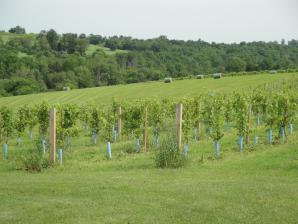 vernon-vinyards-vines-2