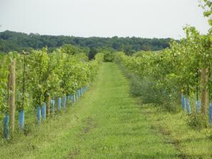 vernon-vinyards-vines
