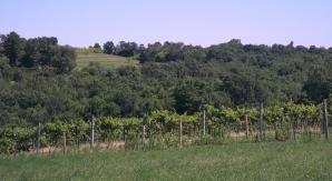 vernonvineyards2012june25